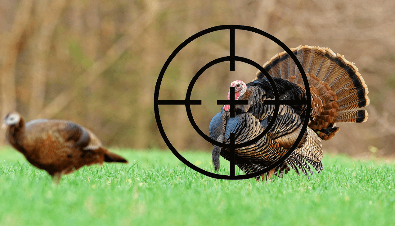 Which Shotgun Choke is Best For Hunting A Large, Slow Bird, Such As A Turkey