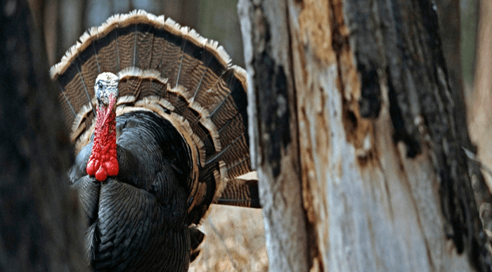 Understand the Environment to Hunt Turkey