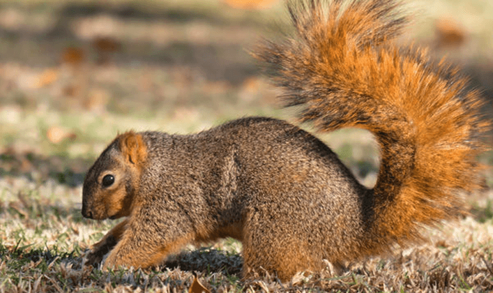 When are Squirrels Most Active