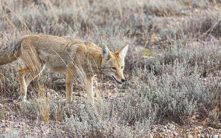 How Long Do Coyotes Live?