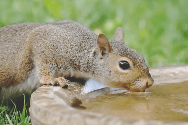 How Long Can a Squirrel Live Without Food and Water
