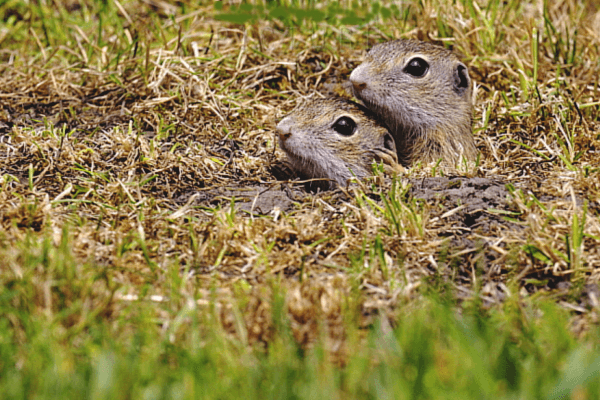 How to Fill Ground Squirrel Holes
