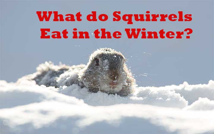 What do Squirrels Eat in the Winter?