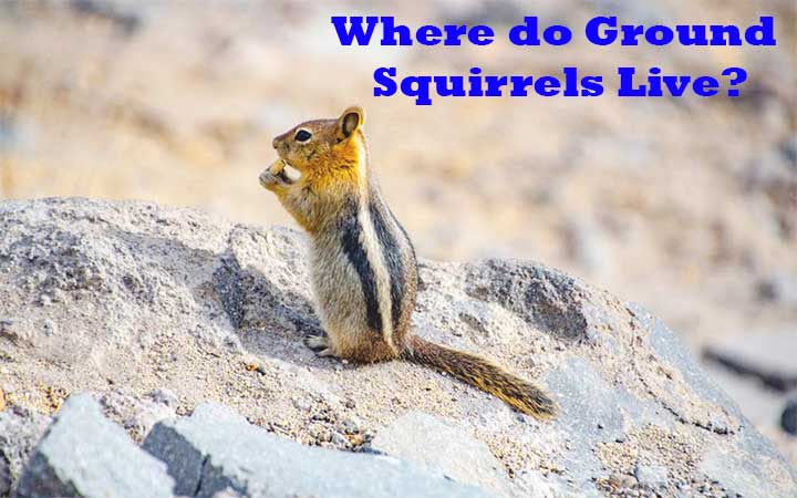 Where do Ground Squirrels Live?