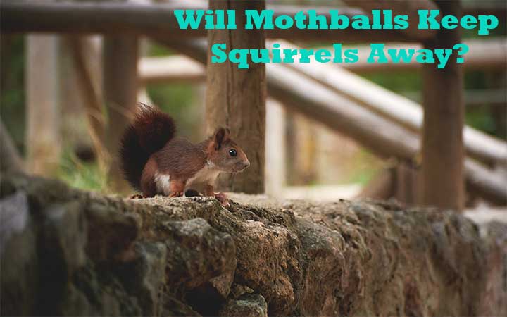 Will Mothballs Keep Squirrels Away?