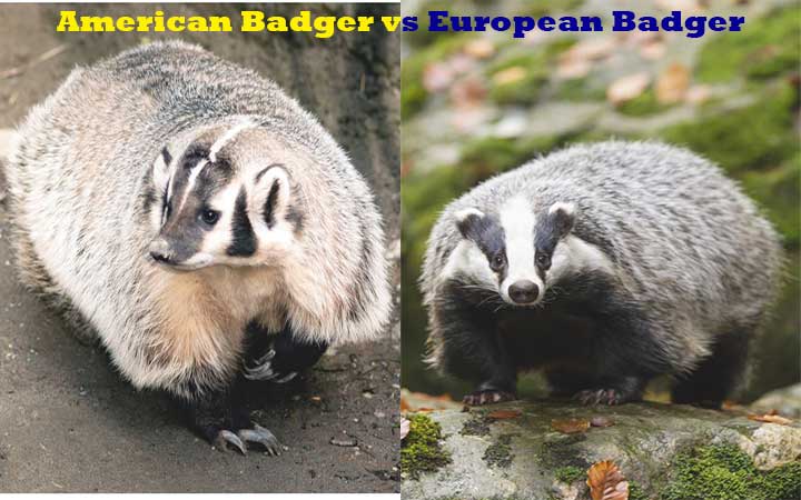 American Badger vs European Badger