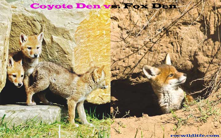 Coyote Den vs. Fox Den