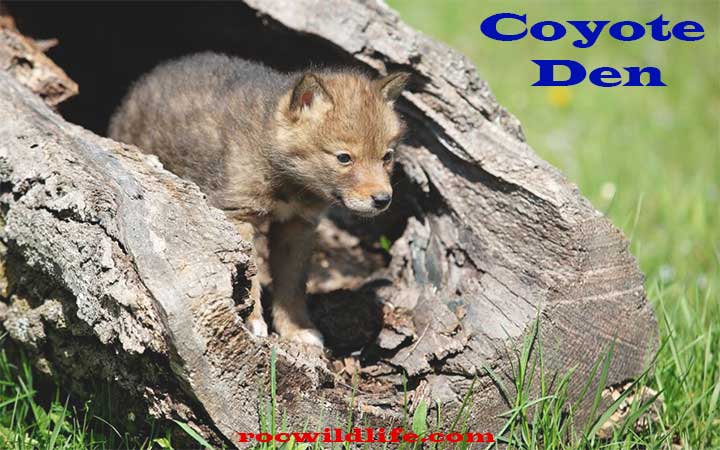 Coyote Den