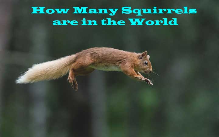 How Many Squirrels are in the World