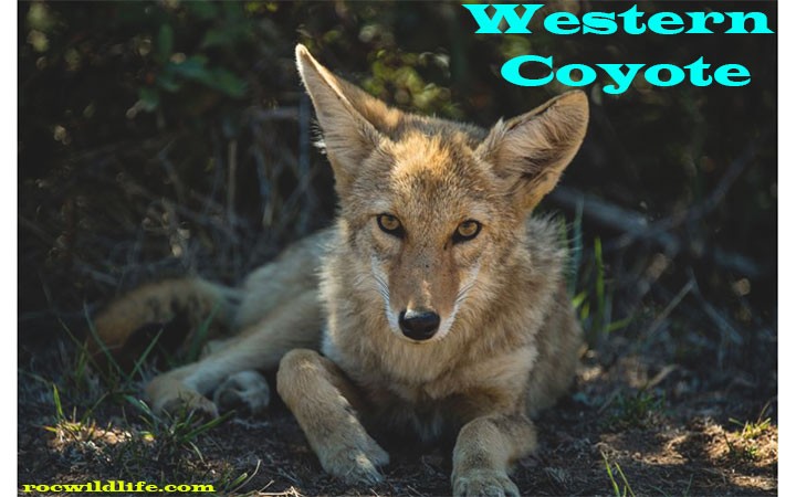 Western Coyote