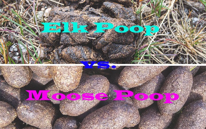 Elk Poop vs Moose Poop