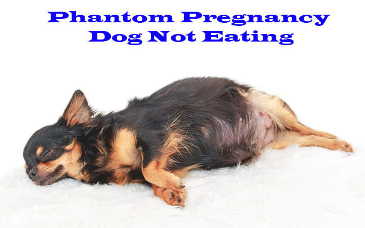 Phantom Pregnancy Dog Not Eating
