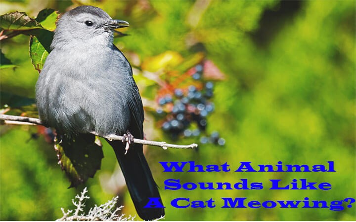 What Animal Sounds Like A Cat Meowing?