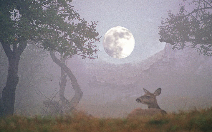 Do Deer Move In The Fog