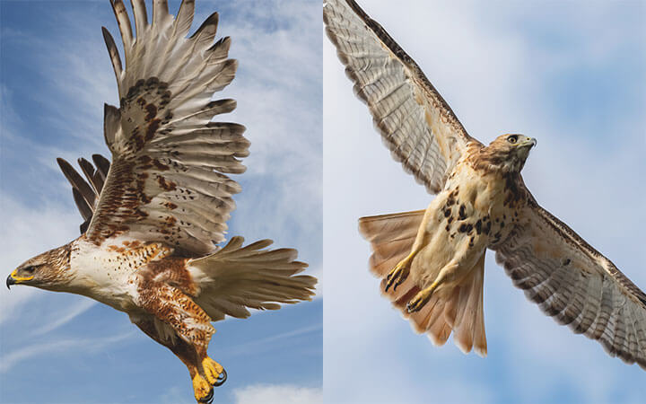 Ferruginous Hawk Vs -Red Tailed Hawk