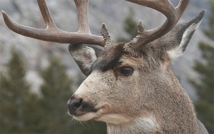 North Dakota Deer Mule Hunting