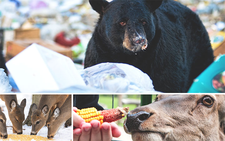 Do Black Bears Eat Deer Corn?